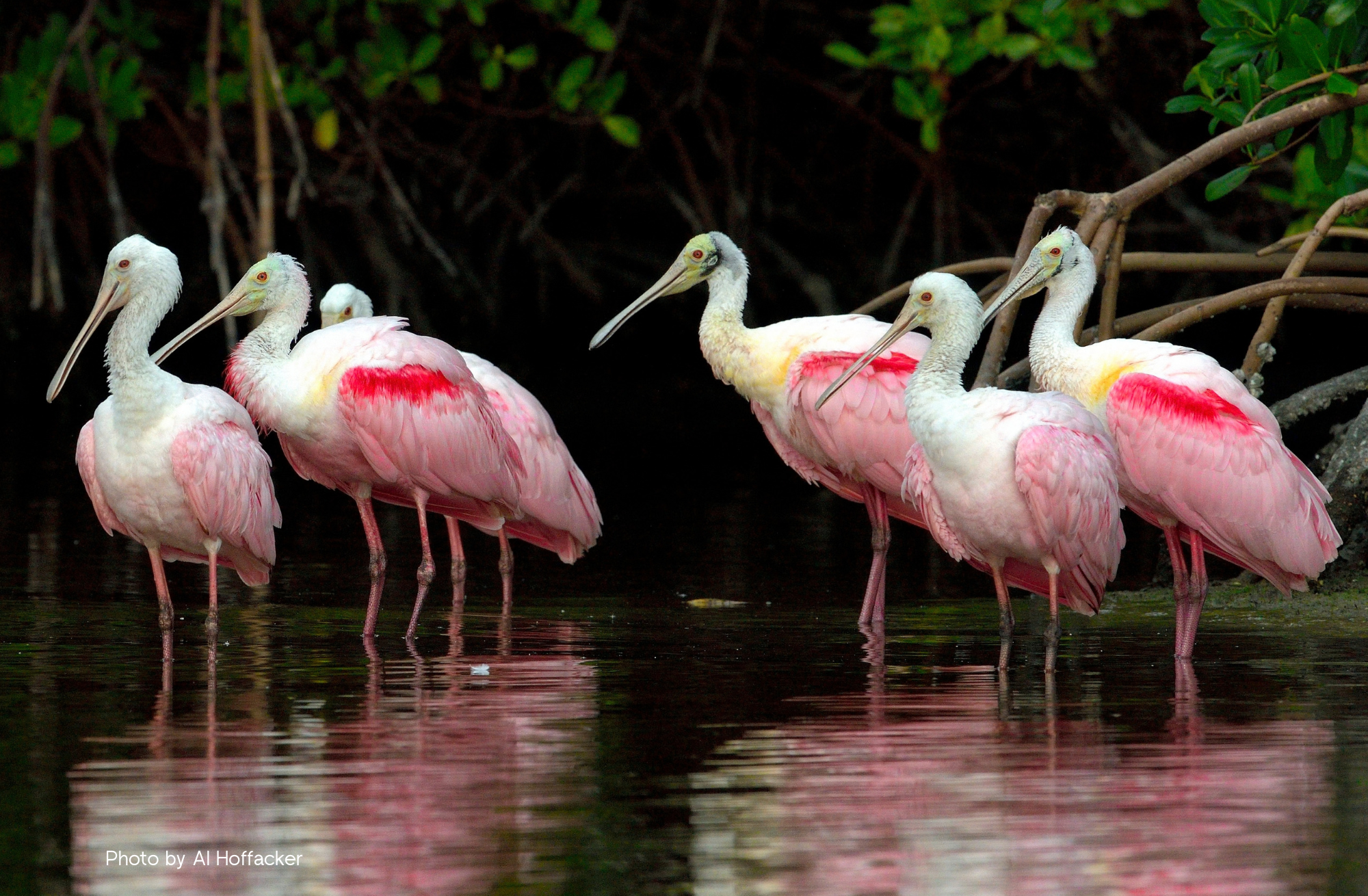 J.N. &ldquo;Ding&rdquo; Darling National Wildlife Refuge