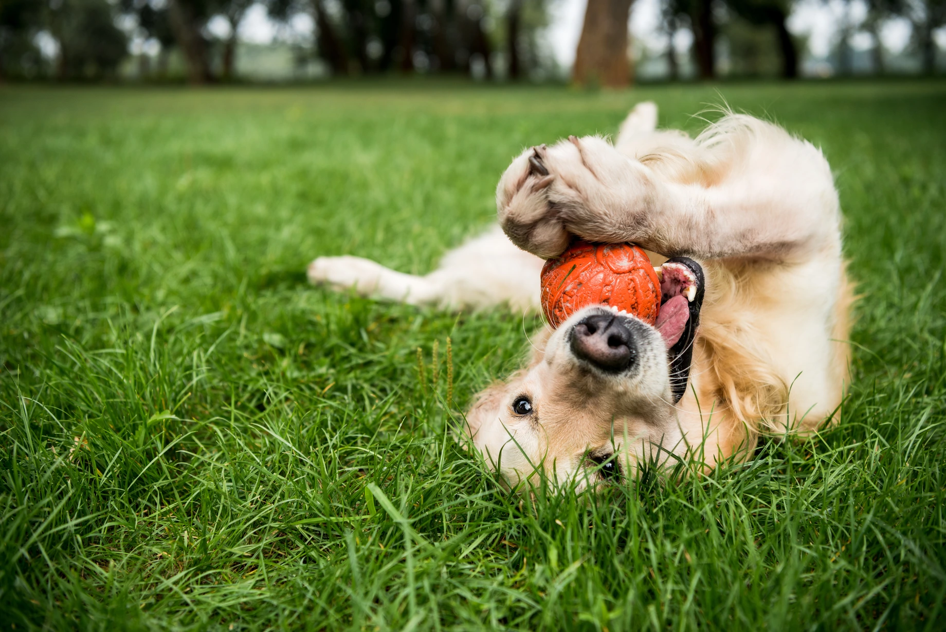 Dog enjoying a pet-friendly vacation