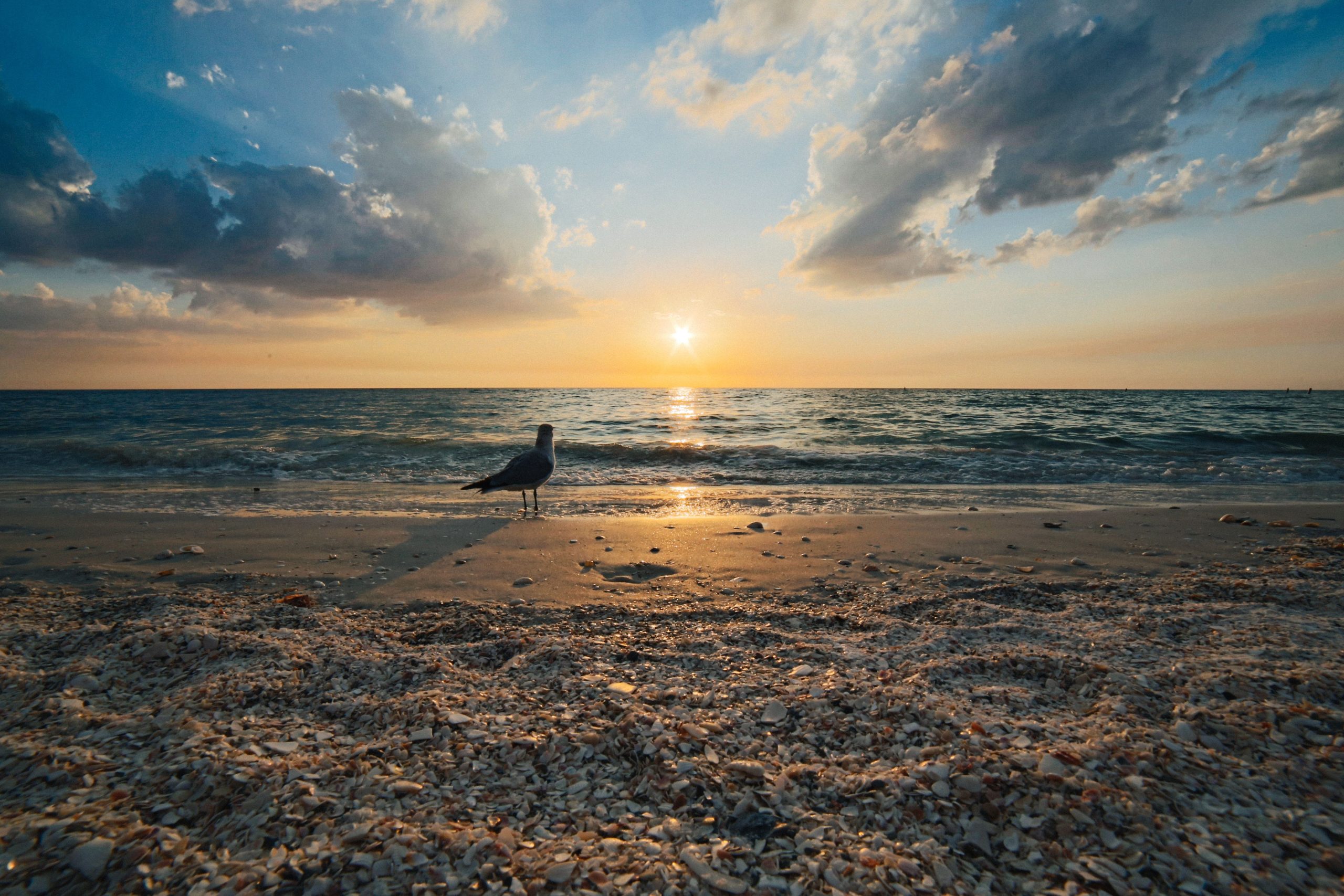 A bird on a Florida beach